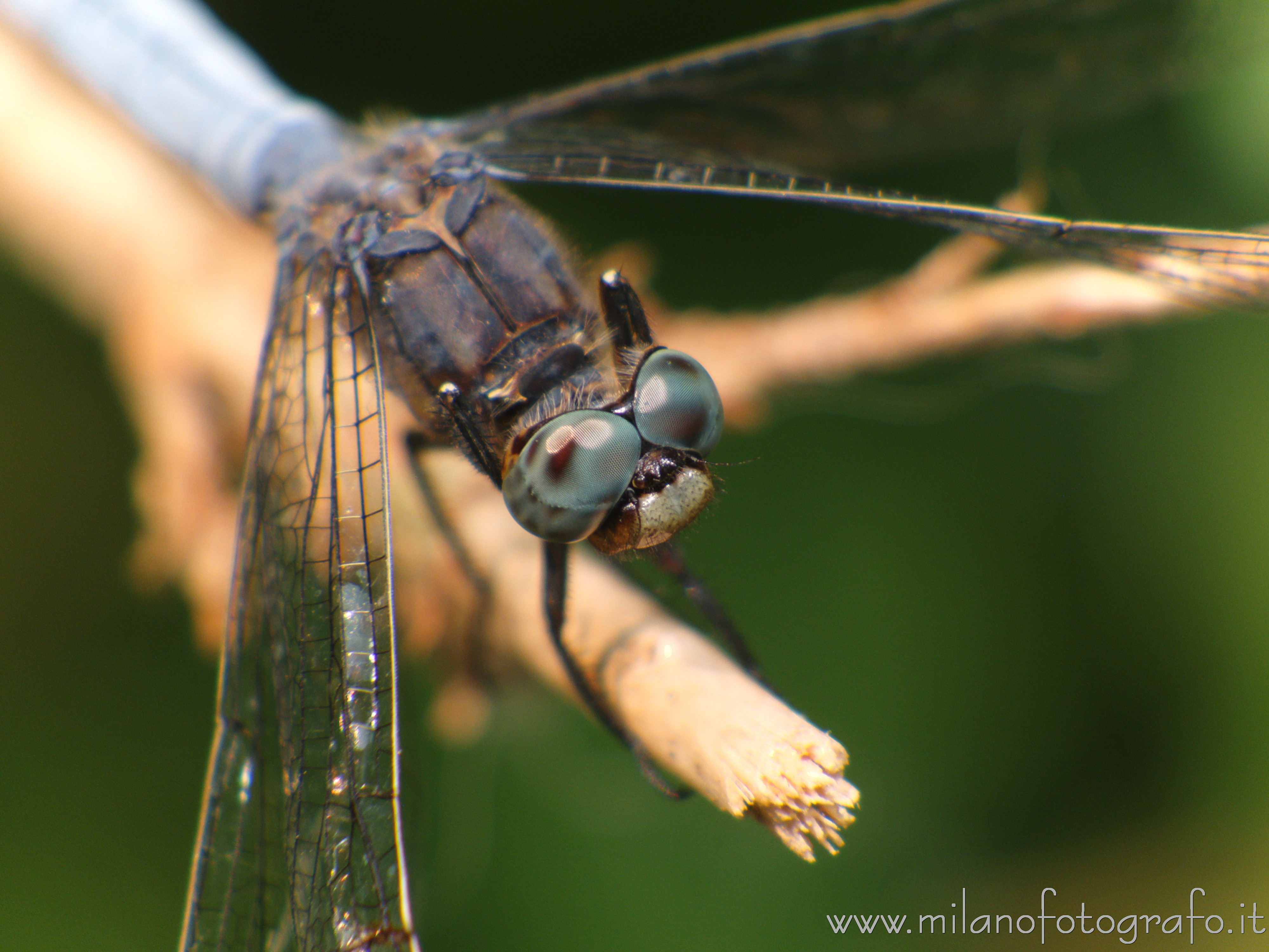 Cadrezzate (Varese) - Probabilmente maschio di Orthetrum coerulescens